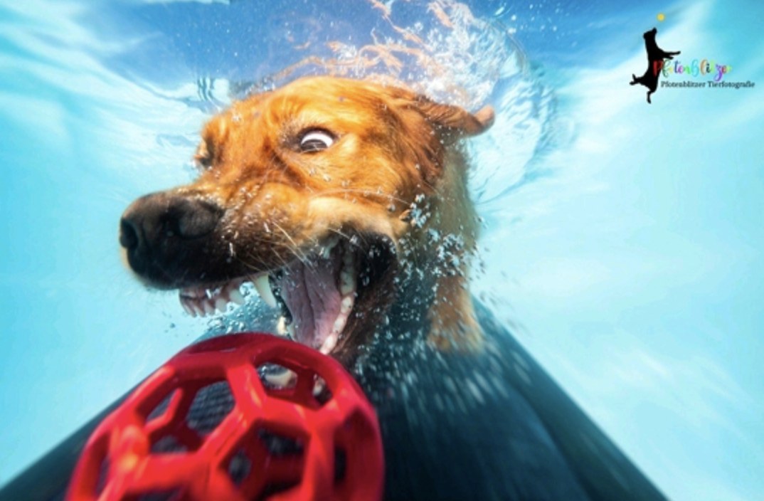 Originalfotografie: Kopf eines rotblonden Hundes unter Wasser mit geöffnetem Maul, der nach einem roten Gitterball schnappt; der Körper ist durch Perspektive und Unschärfe kaum zu sehen